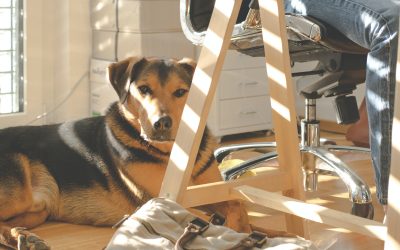 Returning to Work & Dog Separation Anxiety