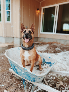 dog with halo wireless dog fence collar at construction site 