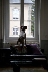 dog looking out window standing on couch