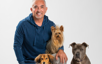 Cesar Millan’s Dog Training Methodology and the Halo Collar