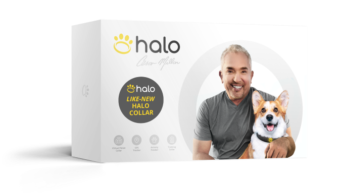 halo-dog-collar-refurbished-branding Halo dog collar