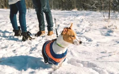 12 Adorable Dog Sweaters to Keep Your Pet Toasty This Winter