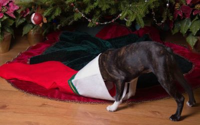 Christmas Stocking Stuffers for Dogs