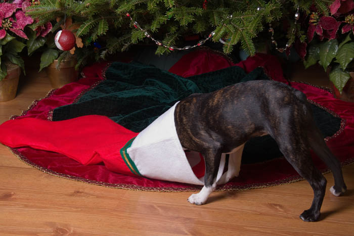 Dog looking in its Christmas stocking under the tree