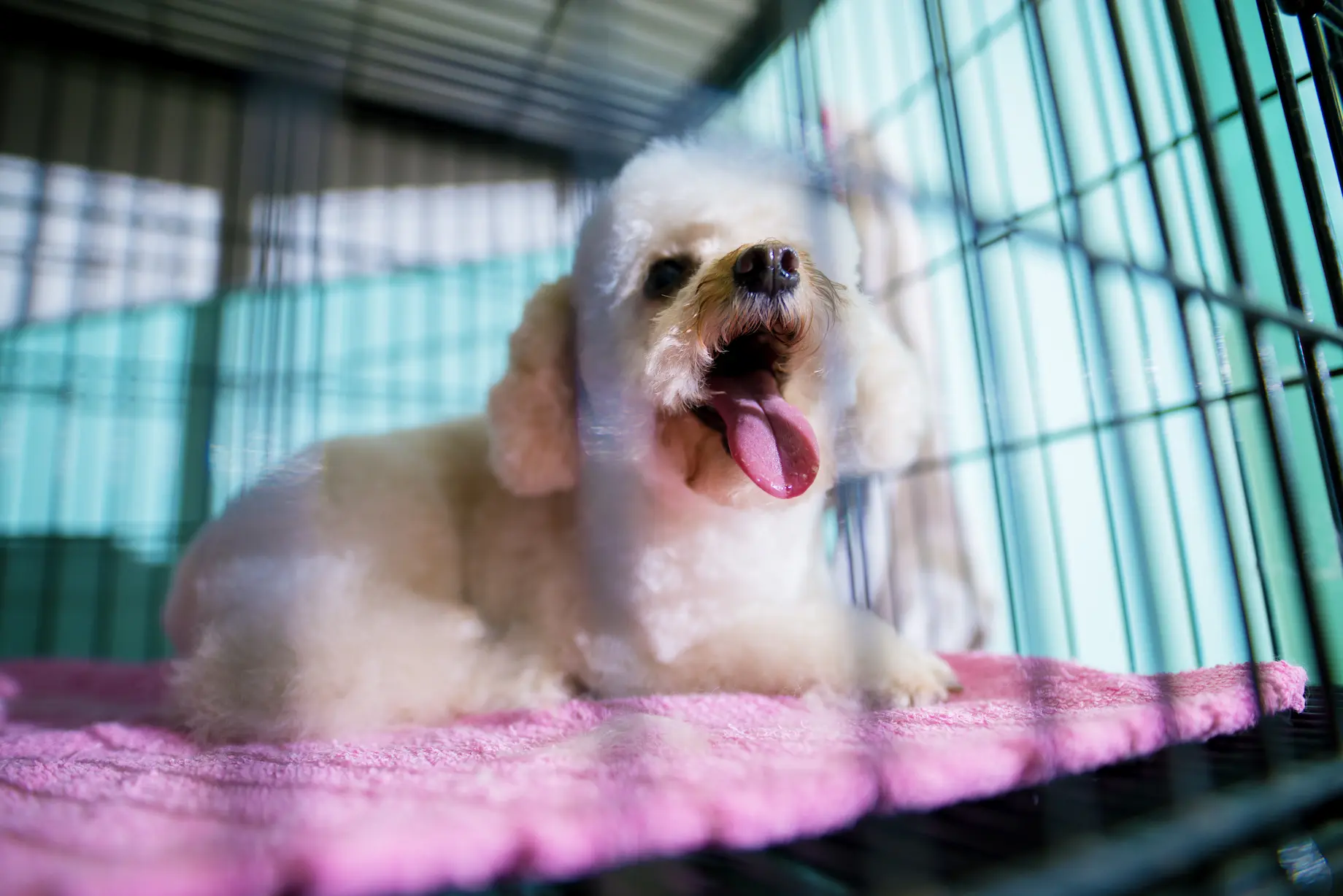 White puppy barking in a dog crate