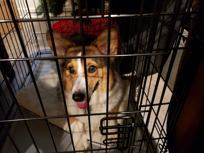Corgi being crate-trained by their owner