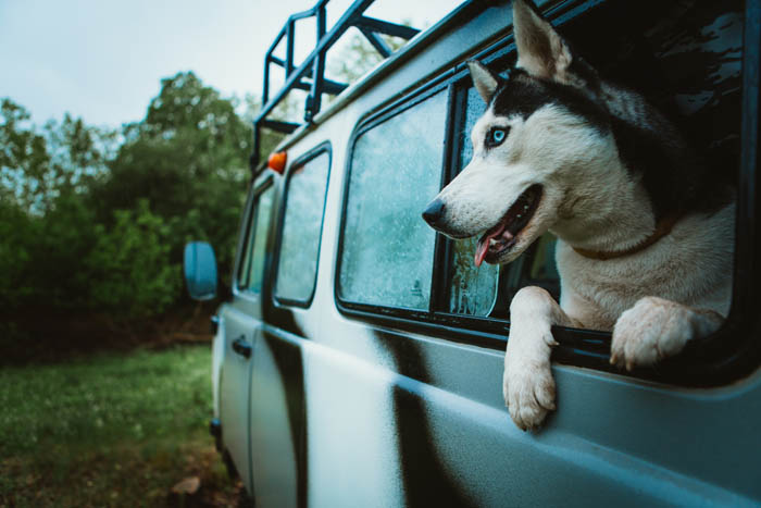 Dog in a van going on vacation