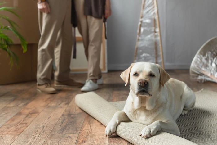Labrador dog lying on carpet