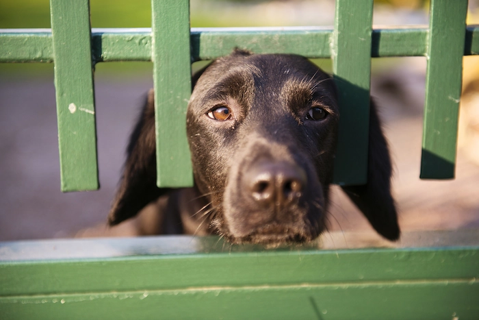 Dog in garden fences