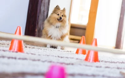 How to Create an Indoor Dog Agility Course at Home