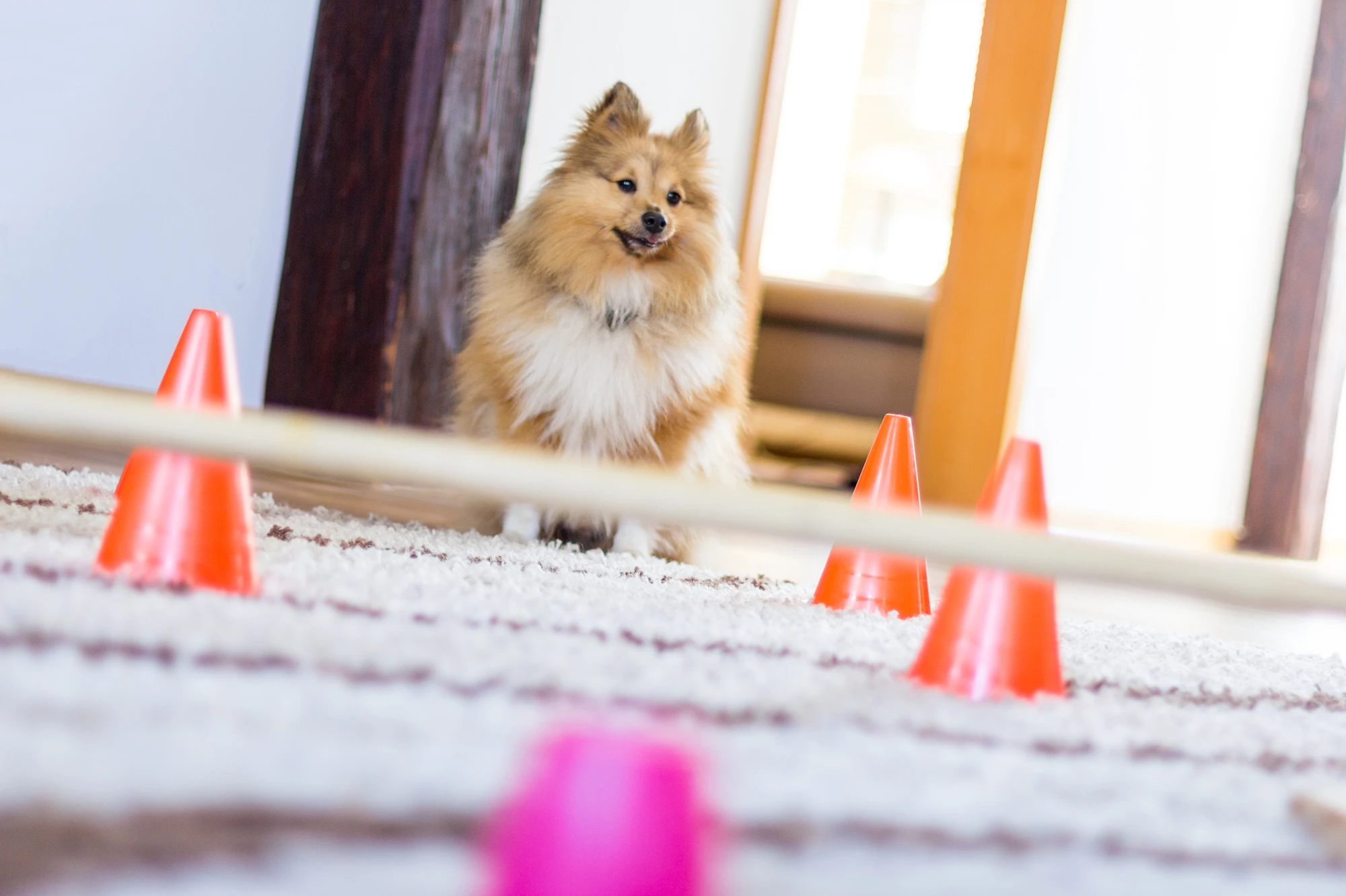 Dog sits in front of a obstracle course at home