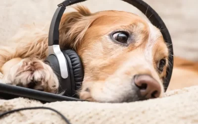 Calming Music for Dogs