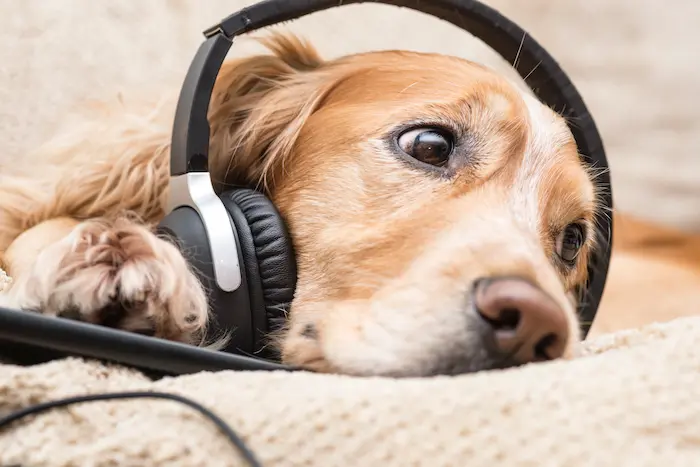 Dog listening to calming music with headphones