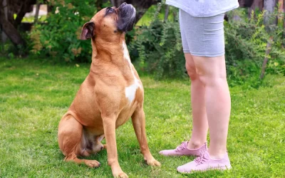 The Importance of Teaching Your Dog to Sit and How to Do It