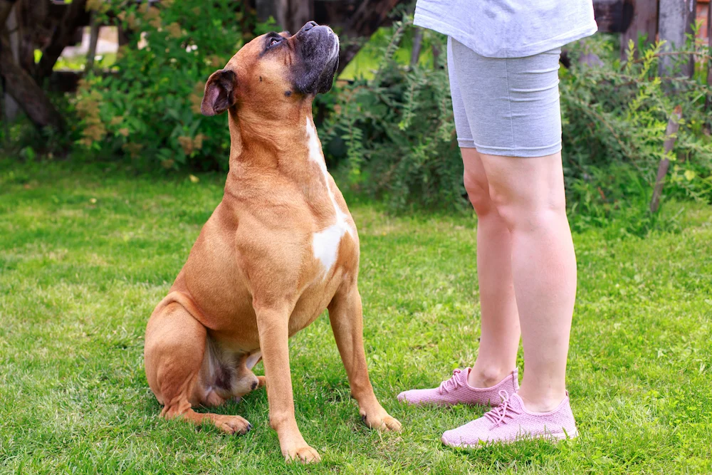 Owner teaching their dog to sit