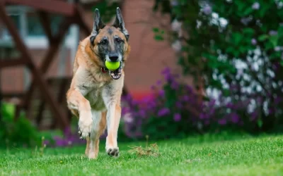 Fetch, Come and Drop It: How to Teach Your Dog to Fetch