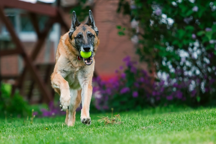 Dog playing fetch with tennis ball outdoors