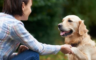 Tricks to Teach Your Dog for Better Behavior