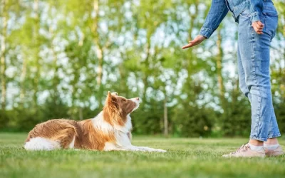 Wireless GPS Dog Fences vs. Traditional Dog Fences: Which is Better for Your Pet and Your Property?