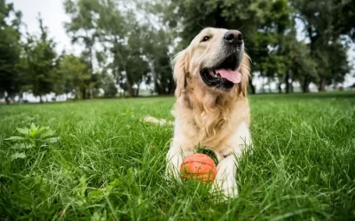 The Safety and Effectiveness of Wireless Fencing for Dogs