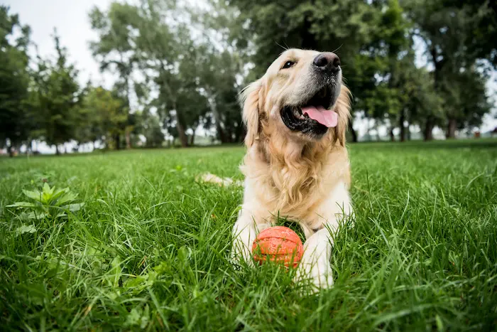 Selective focus of cute golden retriever dog lying with rubber ball