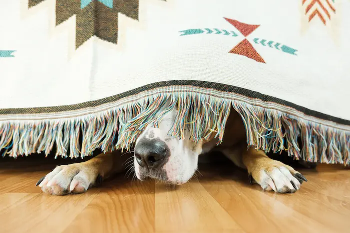 Dog hiding under a bed during 4th of July fireworks