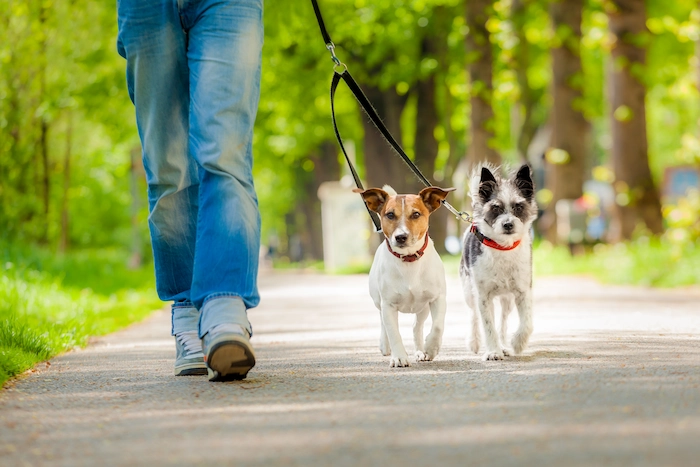 Dogs on a leash going for a walk