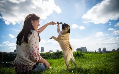 The Different Types of Dog Collars: Which Is Best for Your Pup?