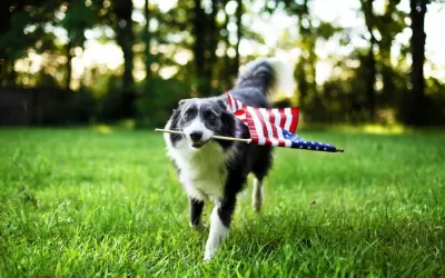 4th of July Dog Safety Tips