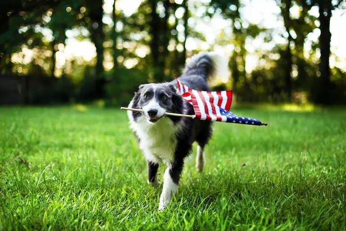Dog carrying a flag in its mouth during 4th of July celebration