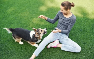 The 5 Benefits of an Invisible Dog Fence for Your Puppy