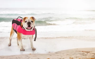 The Importance of Life Jackets for Dogs: Keeping Your Pup Safe in the Water