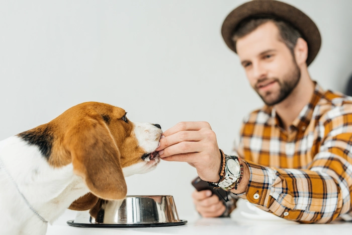 Man feeding cute beagle with dog food