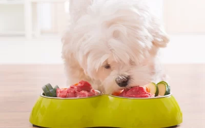 Best Dog Foods for Sensitive Stomachs: A Comprehensive Guide
