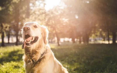 10 Tips to Keeping Your Dog Cool in the Summer Heat