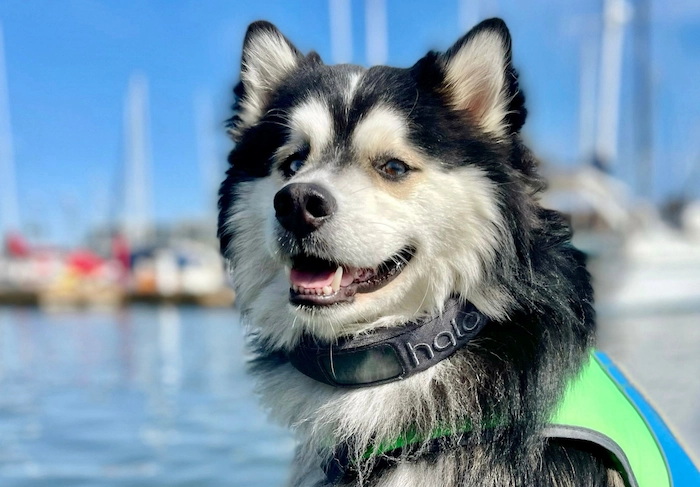 Dog wearing a Halo Collar during Summer vacation