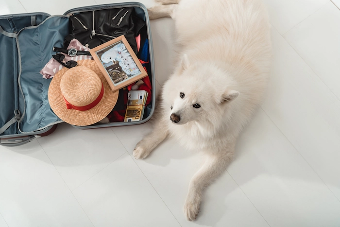 Dog with suitcase