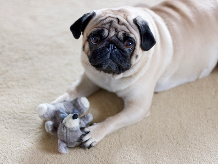 Pug dog playing with a plush toy mouse