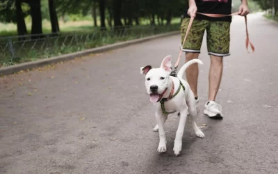 Leash Training a Puppy: A Simple Guide