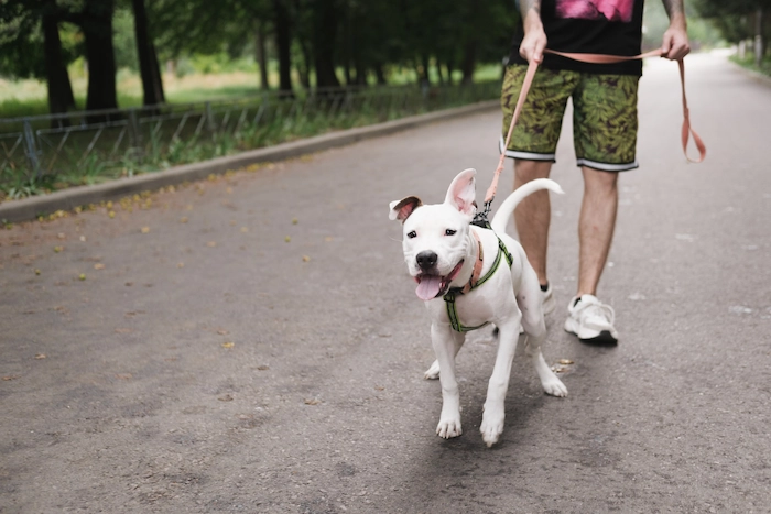 Walking with an active dog on the leash