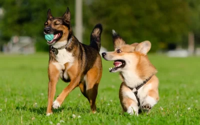 E-Collar for Dogs: What It Is and How It Works