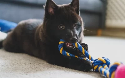 The Best Puppy Teething Toys