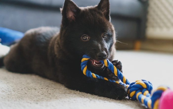 Young Schipperke Puppy Playing Home