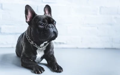 Common Health Issues That Can Impact French Bulldog Life Span