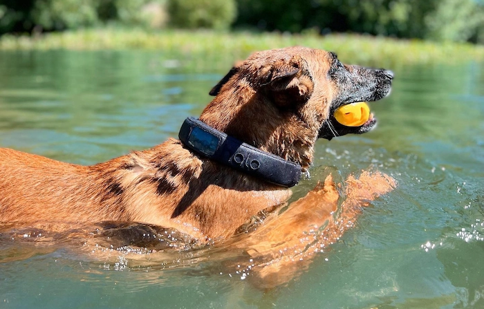Dog wearing Halo Collar while swimming on vacation