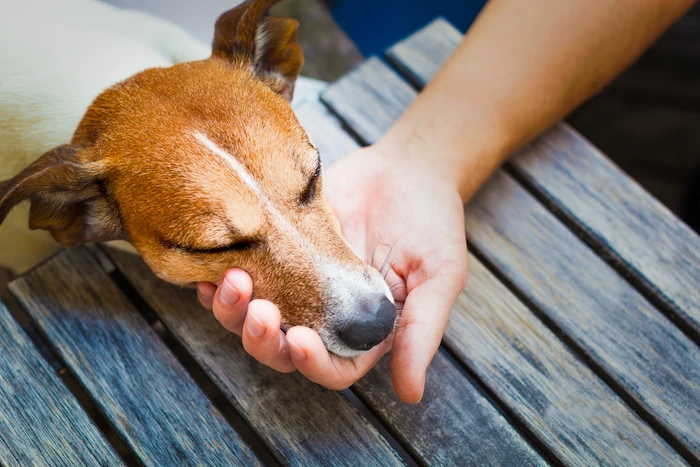 Owner petting sick puppy