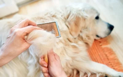 All About Golden Retriever Shedding: What to Expect