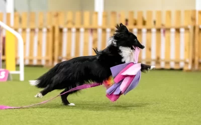 The Benefits of Agility Training for Dogs