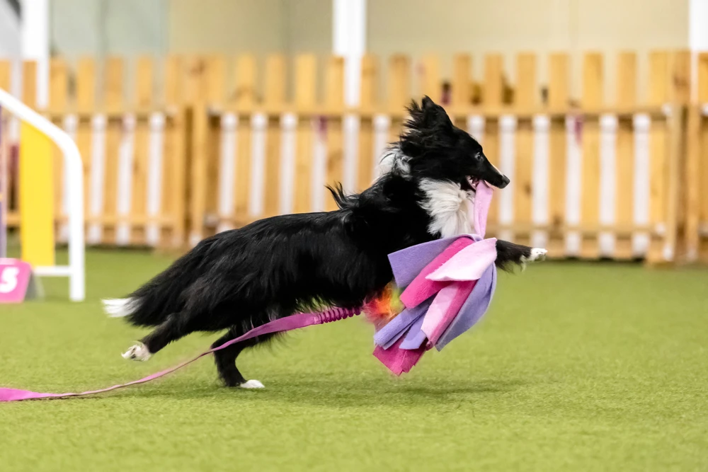 Energetic dog during an agility competition