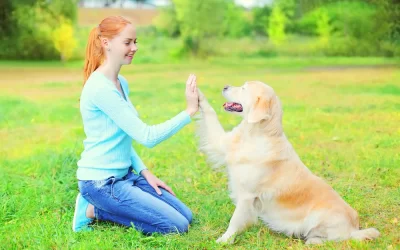 Training Made Simple: The Easiest Dog Breeds to Train